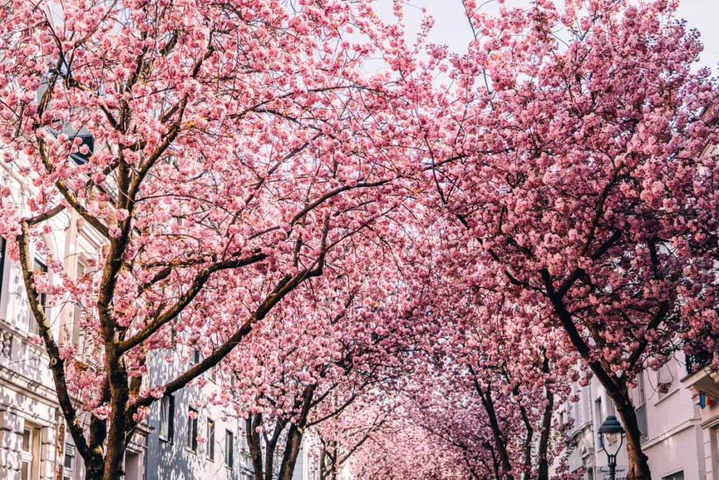 Guia brasileiro em Paris